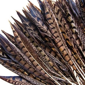 USA SELLER, 10 Pieces - 12-14" Natural Striped Lady Amherst Pheasant Tail Feathers Wedding Decor Halloween Craft Supply : 2275