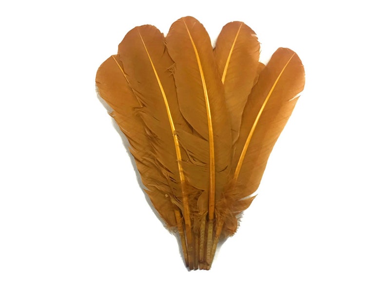 Light Brown Turkey Rounds Secondary Large Wing Quill Feathers Craft Supply Quill Feathers 6 Pieces 4185