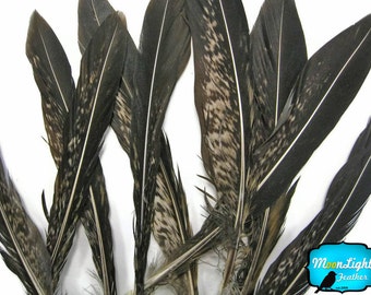 Pheasant Feathers, 10 Pieces - 4-6" Natural Lady Amherst Pheasant Tail Feathers : 321