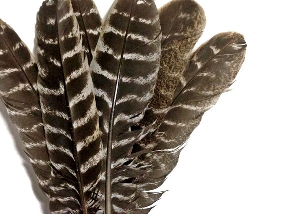 10 Authentic Wild Turkey Feathers 3 Different Types 8 to 12 Inches long