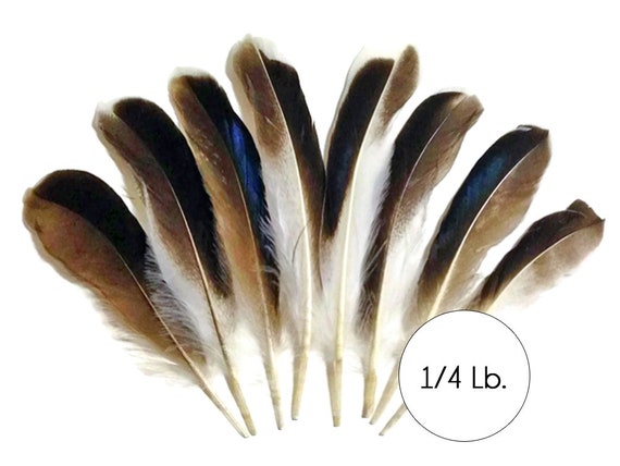 Turkey Craft type Feathers 4 Primary Wing Peacock Natural Shed