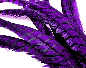 USA SELLER, 5 Pieces - 30-35" Purple Zebra Lady Amherst Pheasant Tail Super Long Feathers Carnival, Costume, Party Supplies : 3395