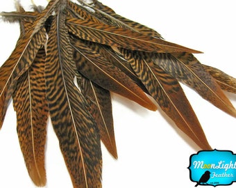 Natural Tail Feathers, 10 Pieces - 4-6" Golden Pheasant Tail Feathers : 3553