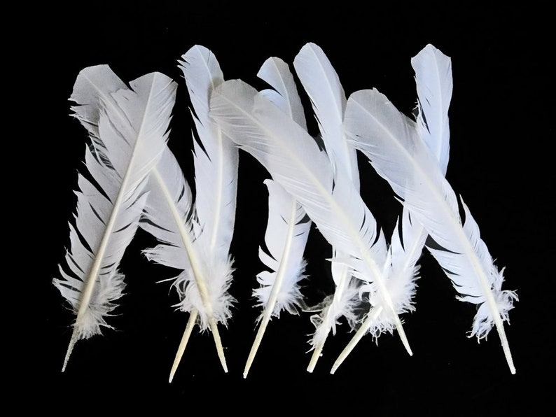 Feather 6