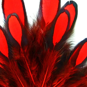 May include: A bunch of red and black feathers with the tips of the feathers dyed red. The feathers are arranged in a fan shape.