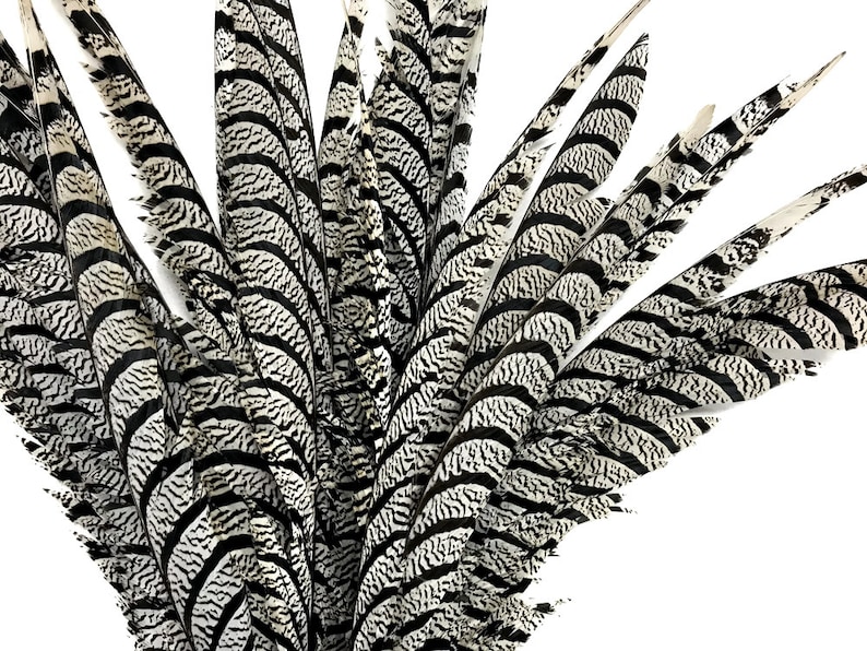 10 Pieces 25-30/" Natural Zebra Lady Amherst Pheasant Tail Super Long Feathers
