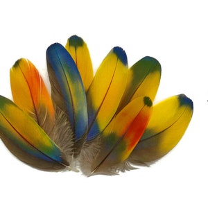 May include: A collection of eight colorful parrot feathers, ranging in color from yellow, orange, blue, and green. The feathers are approximately 3-6 inches long.