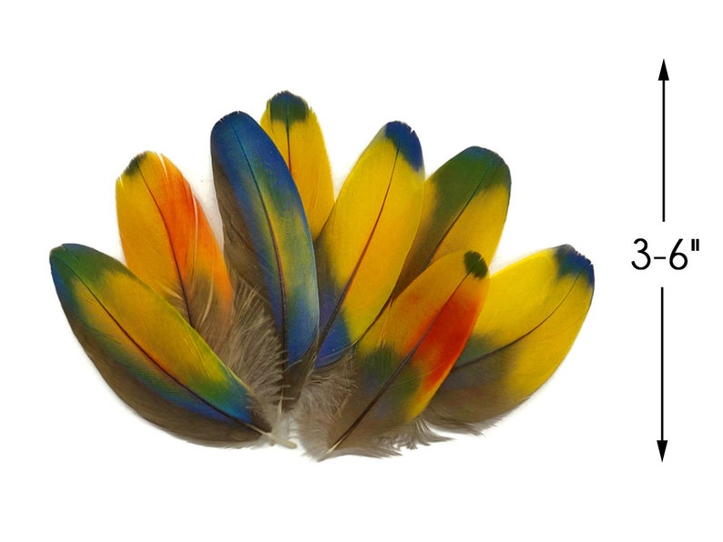 May include: A collection of eight colorful parrot feathers, ranging in color from yellow, orange, blue, and green. The feathers are approximately 3-6 inches long.