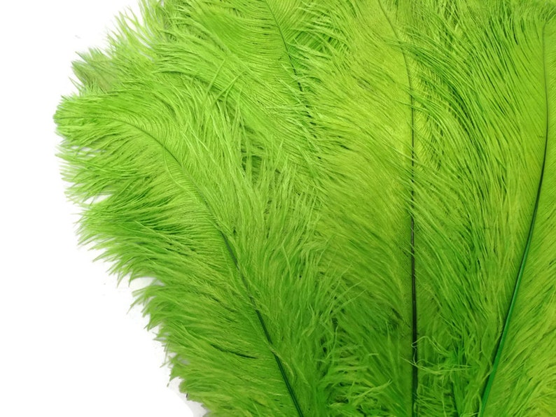 200 Feathers 9-13 Lime Green Ostrich Drab Body Plumage Wholesale Feathers Bulk Carnival Party Centerpiece : 2095-D image 7