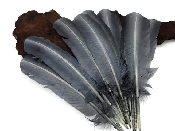 Wing Feathers, 1/4 Lb Black Turkey Rounds Secondary Wing Quill