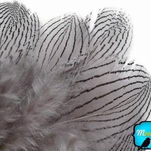Pheasant Feathers, 1 DOZEN GREY Silver Pheasant Plumage Feathers: 428 image 1