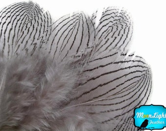 Pheasant Feathers, 1 DOZEN - GREY Silver Pheasant Plumage Feathers: 428