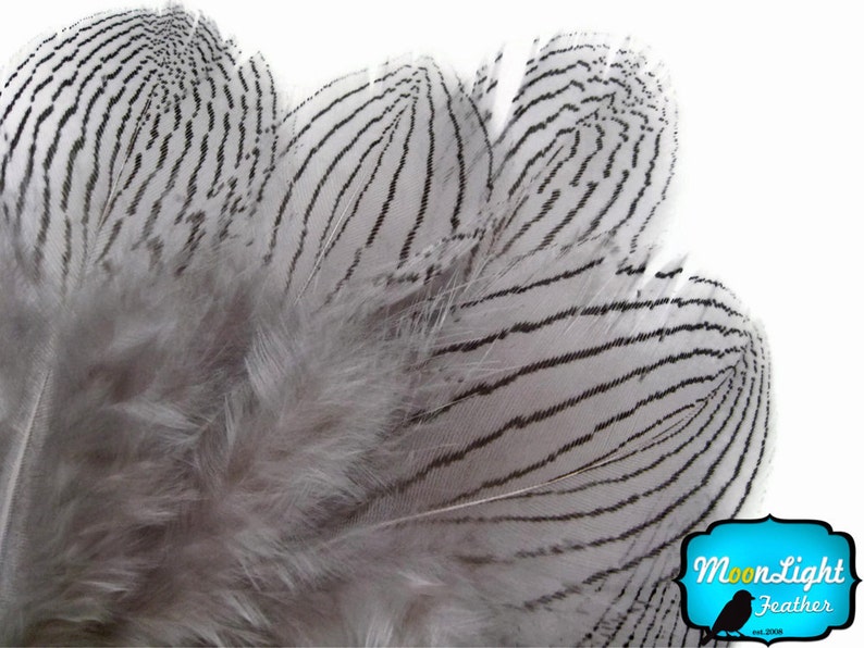 Pheasant Feathers, 1 DOZEN GREY Silver Pheasant Plumage Feathers: 428 image 1