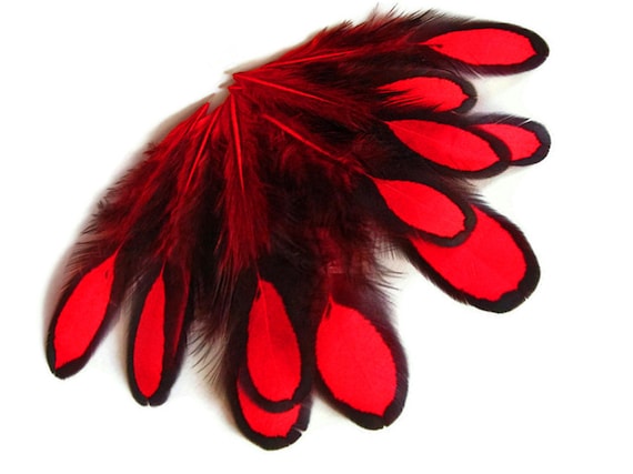 Goose Coquille Feathers, 3-5 Red Loose Goose Feathers, Small Feathers, Arts  and Craft Supplies ZUCKER®