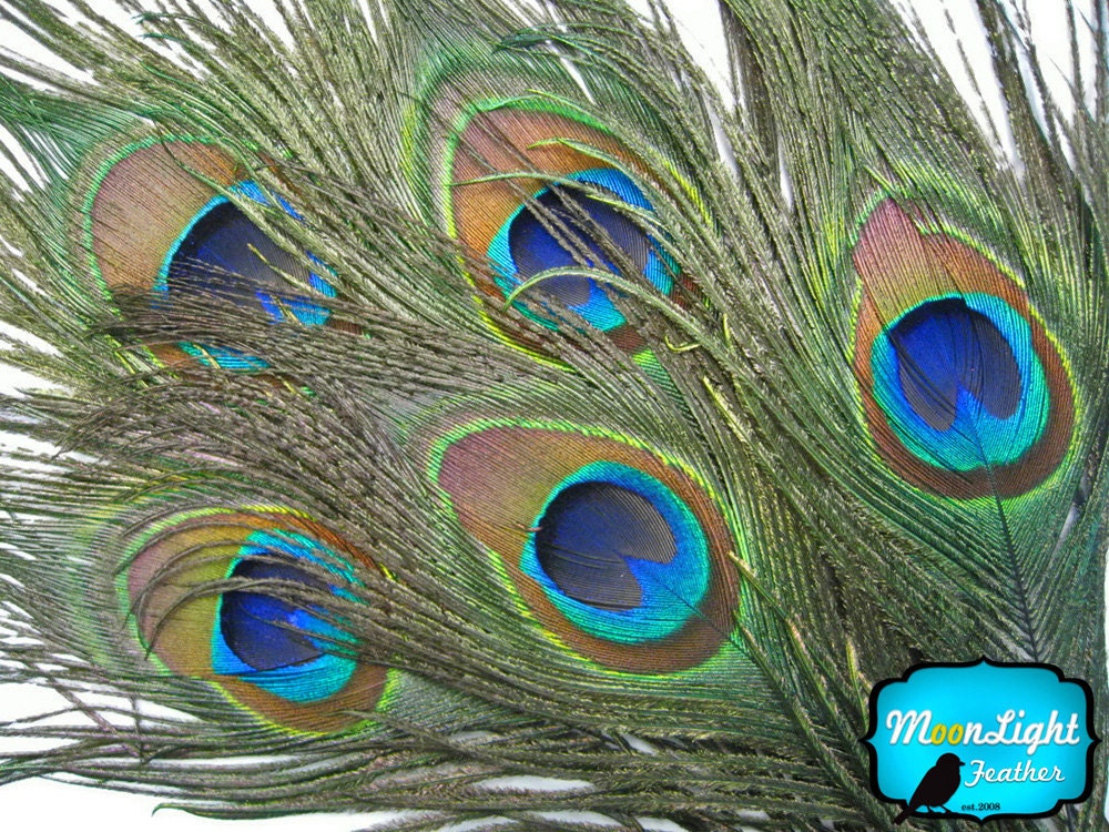 Peacock Eye Feathers Natural 10-12 inches UK Stock 