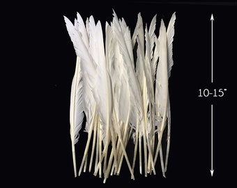 Duck Feathers, 500 Pieces Natural White Duck Cochettes Wholesale Loose  Feathers bulk Craft Supply : 2211 