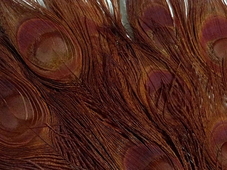 100 Pieces Chocolate Brown Bleached & Dyed Peacock Tail Eye Wholesale Feathers Bulk 10-12 Long Halloween Craft Supply : 1303 image 5