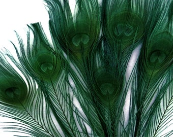 50 Pieces – Hunter Green Bleached & Dyed Peacock Tail Eye Wholesale Feathers (Bulk) 10-12” Long Halloween Craft Supply : 3766