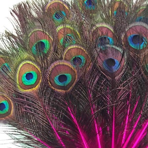 USA SELLER, 10 Stück - Hot Pink Mini Natürliche Pfau Schwanz Körperfedern mit Augen Halloween Abschlussball Hochzeitseinladung Handwerk Versorgung: 3643