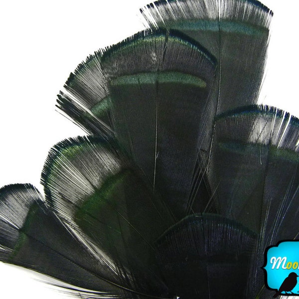 Pheasant Feathers, 1 Dozen - BLACK Lady Amherst Pheasant Tippet Feathers : 464