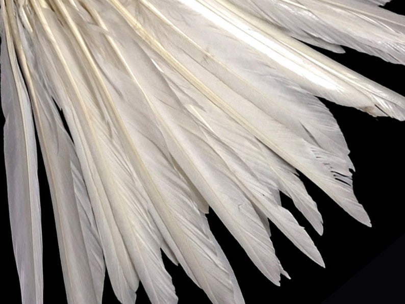 Wing Feathers 1/4 Lb. Natural White Goose Pointers Long Etsy