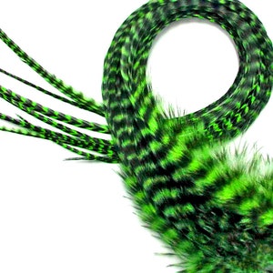 6 Pieces - XL Lime Green Grizzly Thick Long Grizzly Whiting Farm Rooster Saddle Hair Extension Feathers Fly Tying Summer Craft : 706