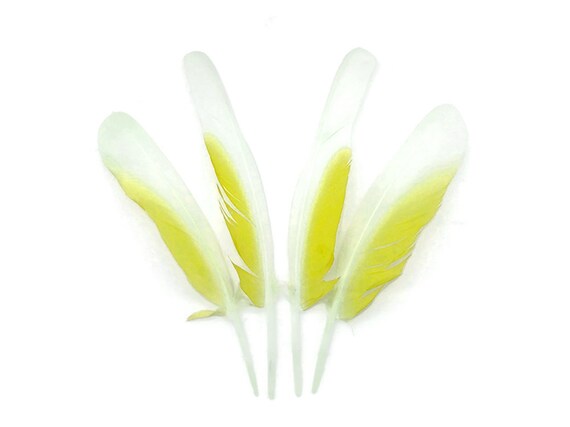 Cockatoo Feathers, 4 Pieces - White and Yellow Sulphur