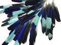 Natural Molted Feather, 4 Pieces - Natural Turquoise Blue Indian Roller Exotic Wing Feathers : 1105