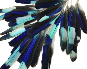 Natural Molted Feather, 4 Pieces - Natural Turquoise Blue Indian Roller Exotic Wing Feathers : 1105