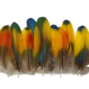 May include: A collection of colorful feathers with shades of blue, green, yellow, orange, and red. The feathers are arranged in a row, with the tips pointing to the right. The feathers are likely from a parrot or other tropical bird.