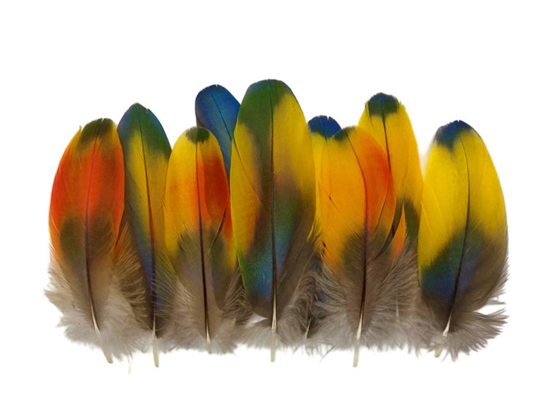 May include: A collection of colorful feathers with shades of blue, green, yellow, orange, and red. The feathers are arranged in a row, with the tips pointing to the right. The feathers are likely from a parrot or other tropical bird.
