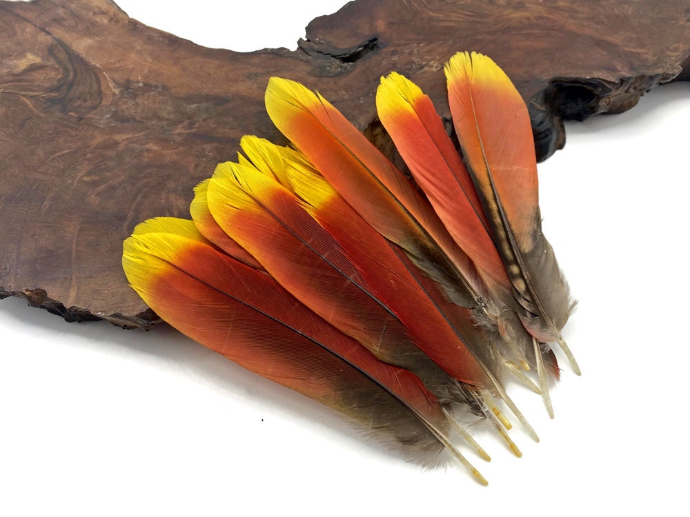 Ethically Sourced Feathers, 1 Pair - Ultra Rare Red & Yellow Parrot Tail Feathers (Limited) : 3641-92