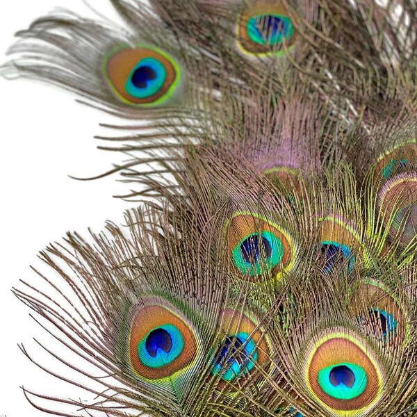 Peacock Tail Feathers, 10 Pieces - 6-8" Small Eye Natural Iridescent Green Peacock Tail Feathers Wedding Decor : 353