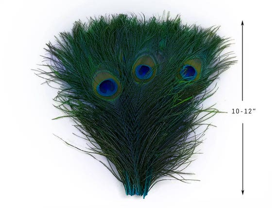 USA Natural Peacock Feathers, 10 Pieces 10-12 Big Eye Natural