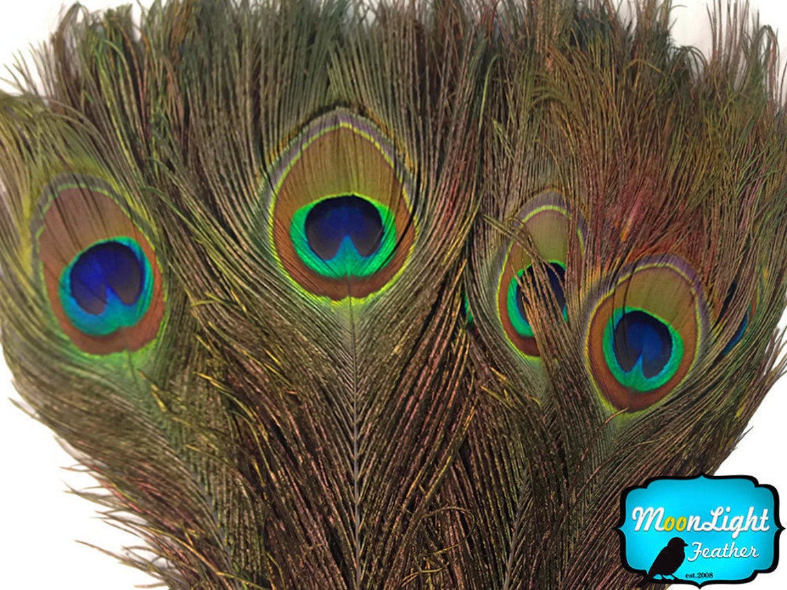 Wholesale Feathers 10 Pieces 3035 NATURAL Peacock Etsy