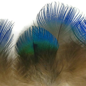 Small Peacock Feathers, 10 Pieces Iridescent Blue Peacock Body Plumage feathers Craft Supply : 2467 image 2