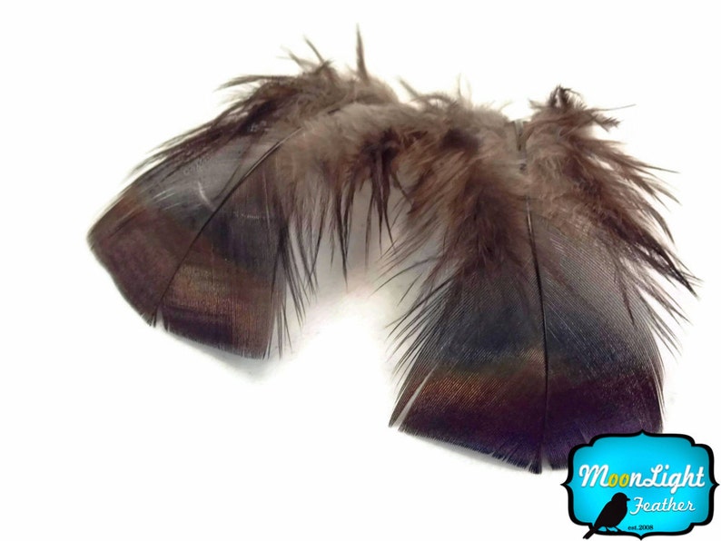 1 Pack Black Bronze Wild Turkey T-Base Plumage Feathers 0.20 oz Wild Feathers : 3258