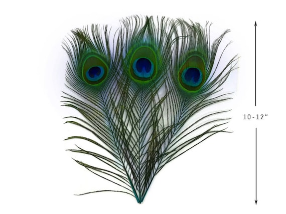 10-Piece Natural Peacock Eye Feathers