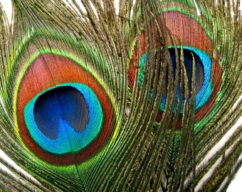 10 Pieces - 30-35" Natural Long Iridescent Peacock Tail Eye Feather Halloween Costume Craft Supply : 3349