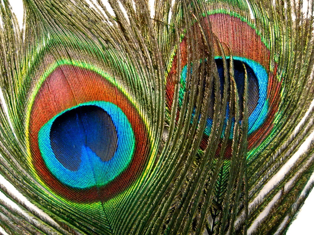 10 Pieces - 30-35" Natural Long Iridescent Peacock Tail Eye Feather Halloween Costume Craft Supply : 3349