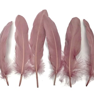 May include: Six soft, dusty rose feathers with a natural quill tip. The feathers are arranged in a row, with the tips pointing to the right.