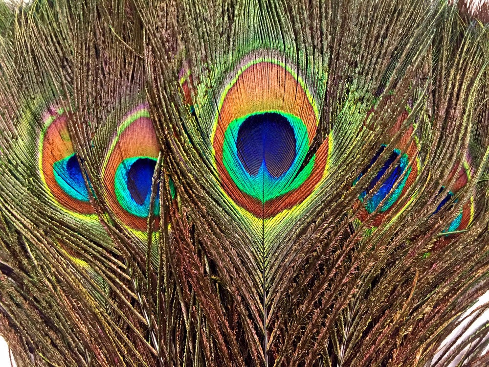 5/8/20 piume naturali di pavone vere piume di coda di pavone, 25 ~ 30 cm, belle piume per vasi, fai da te, artigianato, costumi, matrimoni, casa, vacanze, decorazioni per feste (multicolore, A