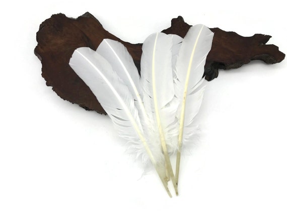 Wing Feathers, 1/4 Lb Black Turkey Rounds Secondary Wing Quill