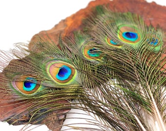 USA Peacock Feathers, 10 Pieces - 6-8" Small Eye Natural Iridescent Green Peacock Tail Feathers : 353