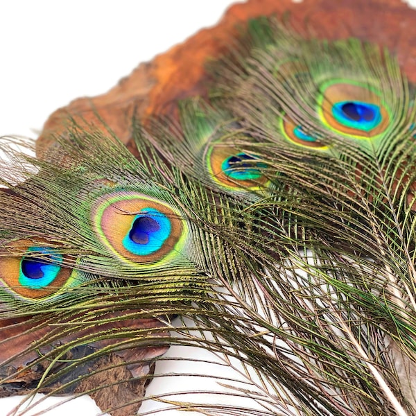 USA Peacock Feathers, 10 Pieces - 6-8" Small Eye Natural Iridescent Green Peacock Tail Feathers : 353