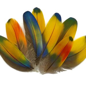 May include: A collection of colorful parrot feathers with shades of yellow, blue, green, and orange. The feathers are arranged in a fan shape, showcasing their vibrant colors and intricate patterns.