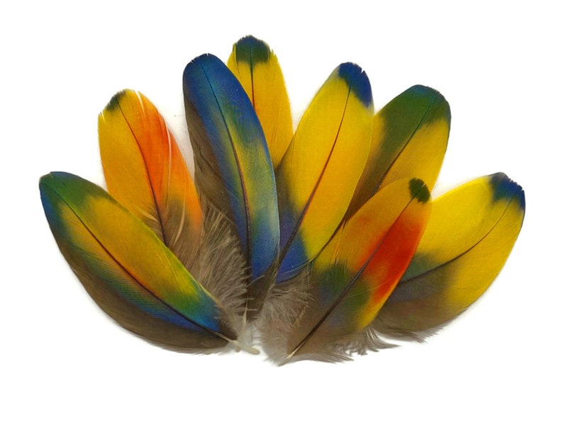 May include: A collection of colorful parrot feathers with shades of yellow, blue, green, and orange. The feathers are arranged in a fan shape, showcasing their vibrant colors and intricate patterns.