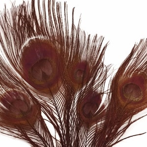 100 Pieces Chocolate Brown Bleached & Dyed Peacock Tail Eye Wholesale Feathers Bulk 10-12 Long Halloween Craft Supply : 1303 image 4