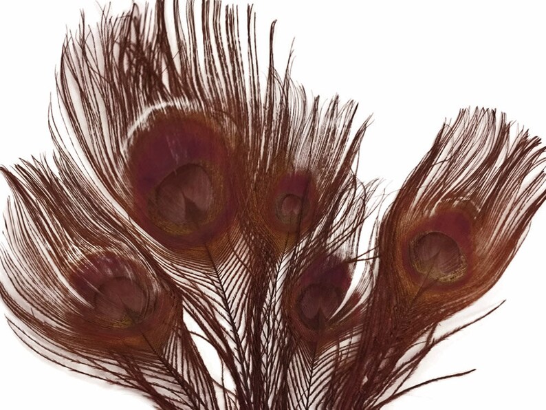 100 Pieces Chocolate Brown Bleached & Dyed Peacock Tail Eye Wholesale Feathers Bulk 10-12 Long Halloween Craft Supply : 1303 image 4