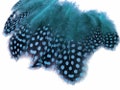 Polka Dot Feathers, 1 Pack - Turquoise Blue Guinea Hen Polka Dot Plumage Feathers 0.10 Oz. Craft Supply. : 2024